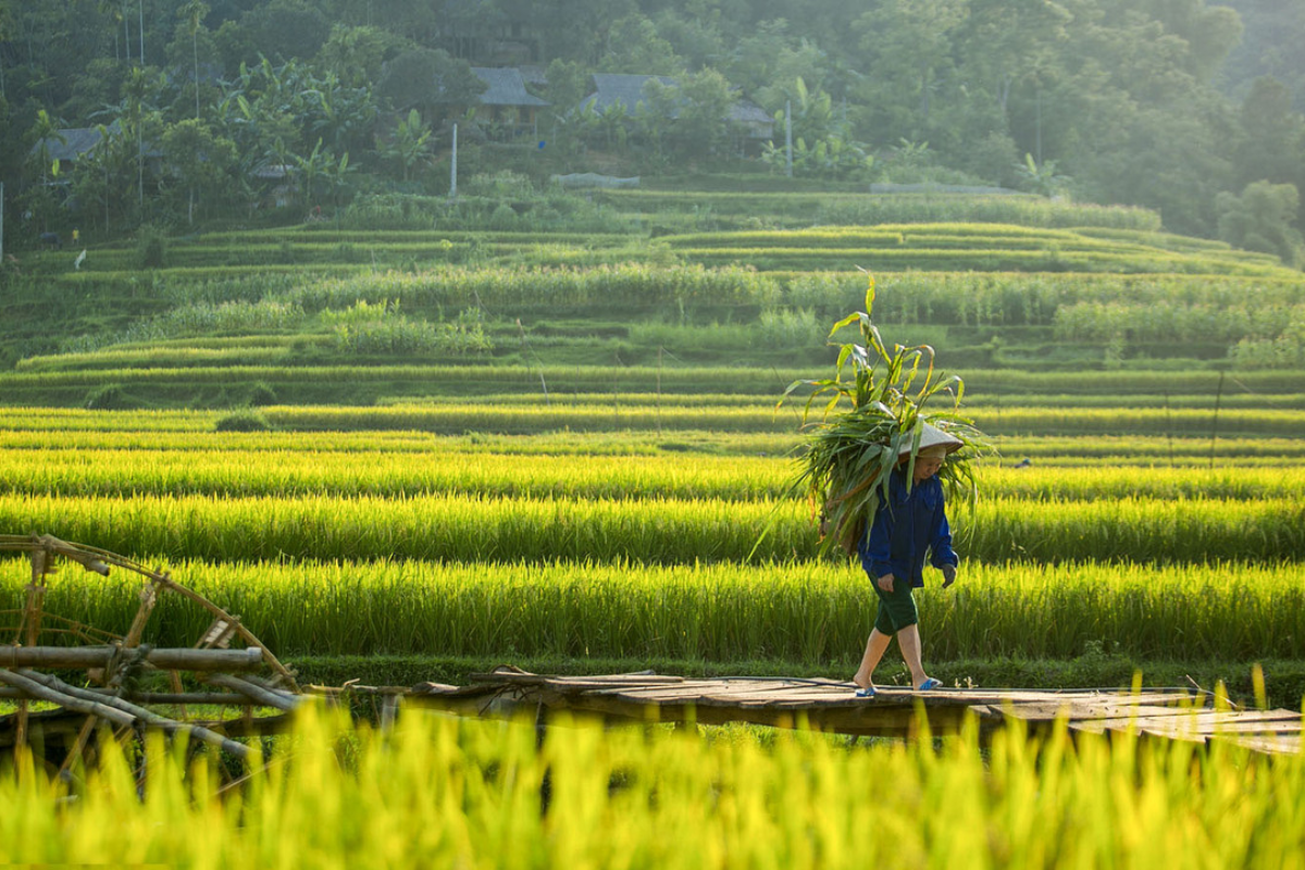 Golden rice fields in Muong Thanh Valley in Dien Bien during harvest season